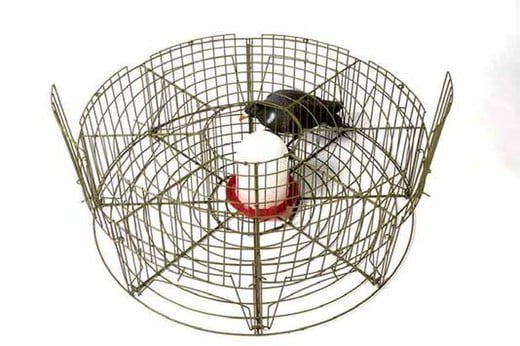 Jaula Captura Palomas