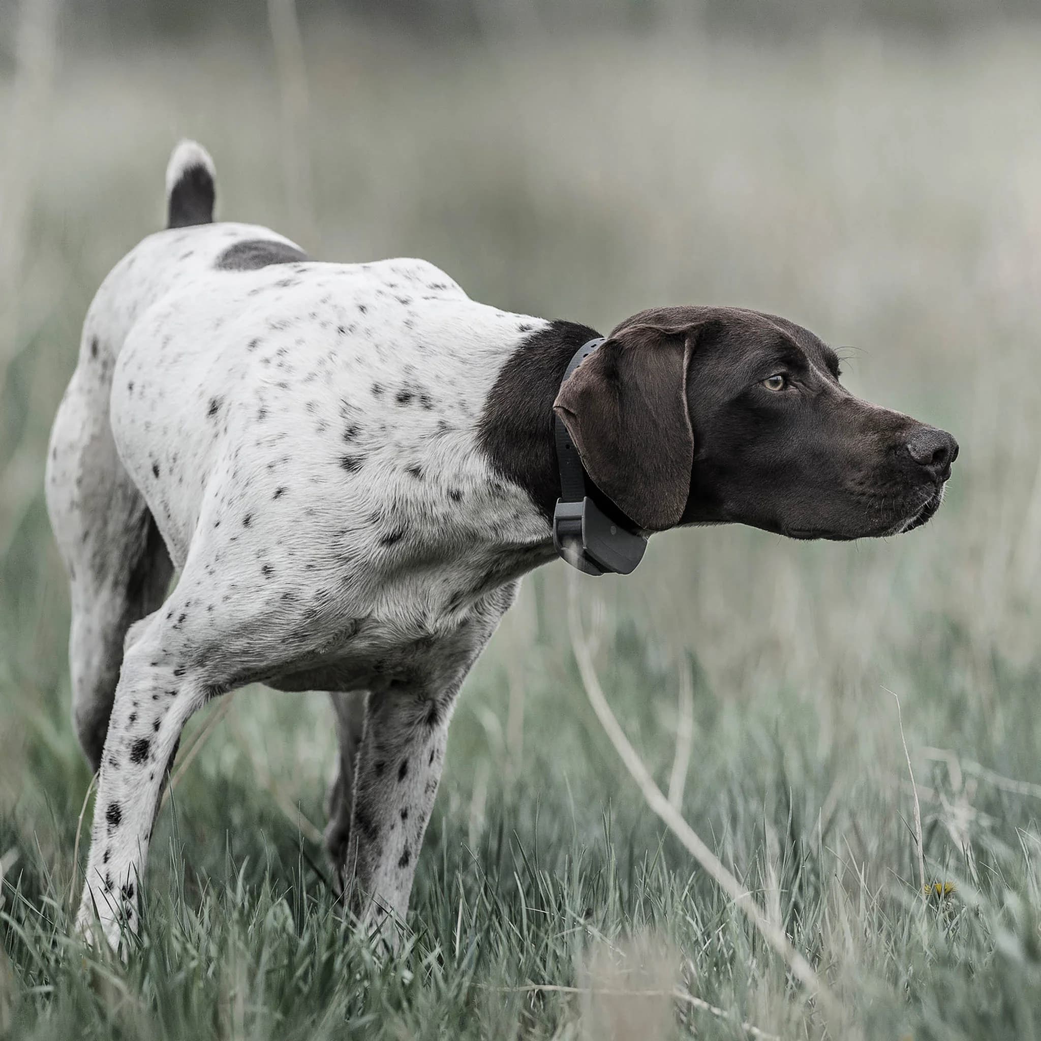 Collar Adiestramiento Sportdog Sporttrainer 825x