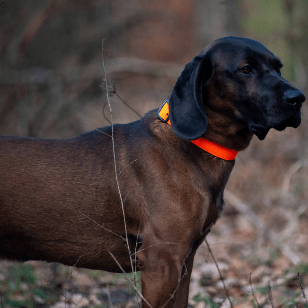 Collar Standard Avery S