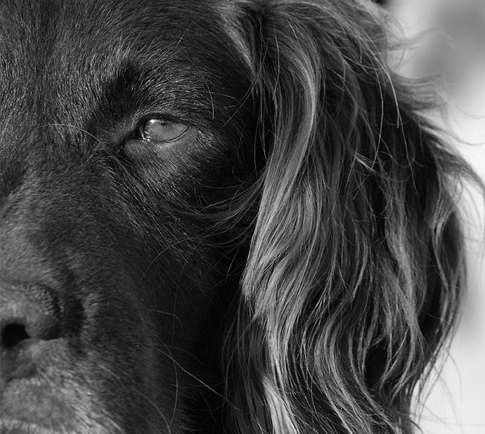 Perro cocker negro de caza